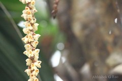 Pholidota pallida